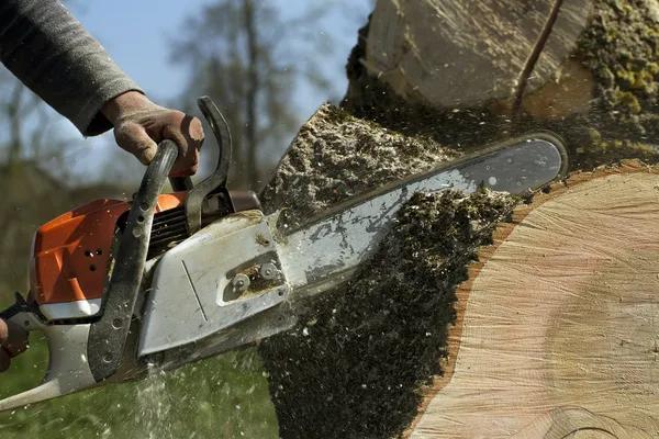Quality Tree Service for Tree Removal and Care