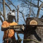 Expert Tree Cutting Service for Safe Tree Removal