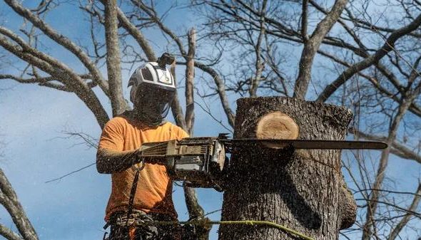 Expert Tree Cutting Service for Safe Tree Removal