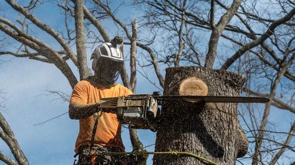 Expert Tree Cutting Service for Safe Tree Removal